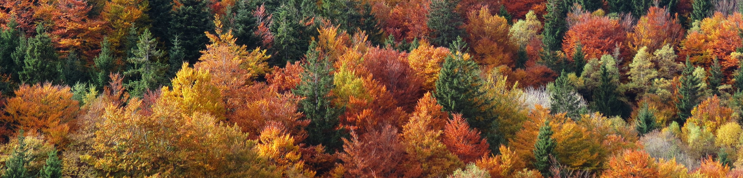 Herbstwald